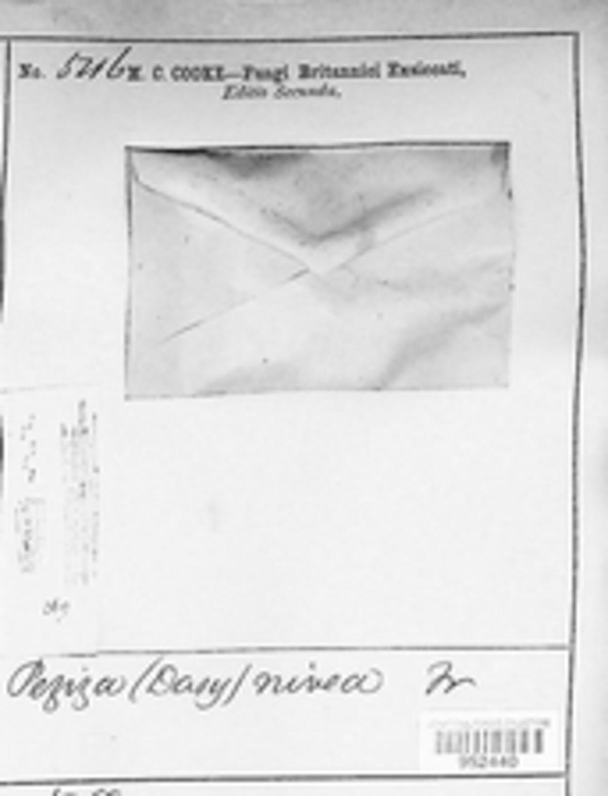 Dasyscyphella nivea image